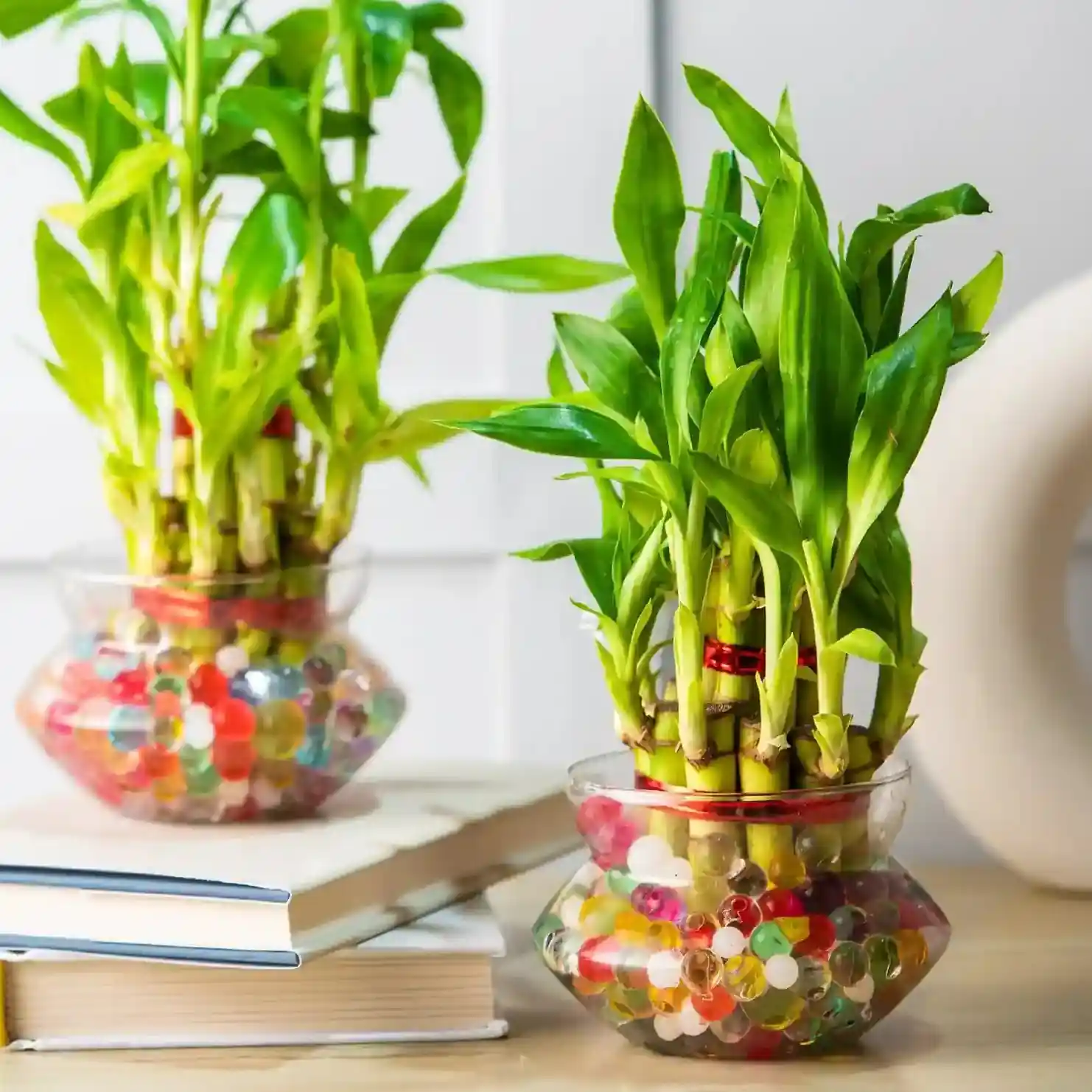 Lucky Bamboo